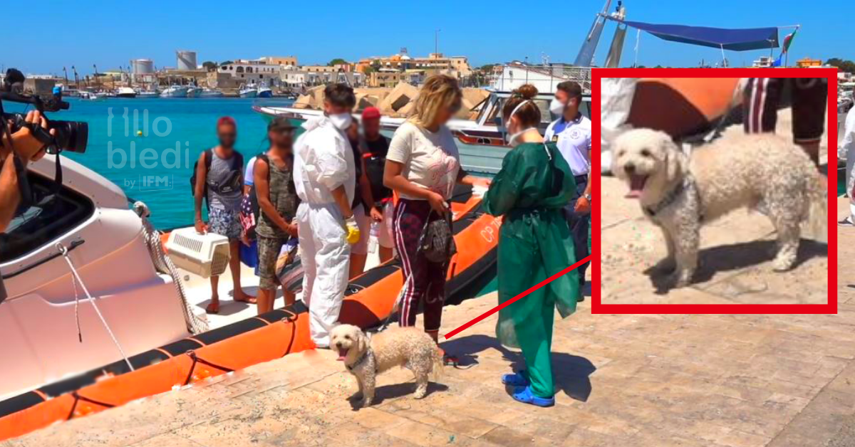 Immigration clandestine : arrivée d'un caniche tunisien à Lampedusa
