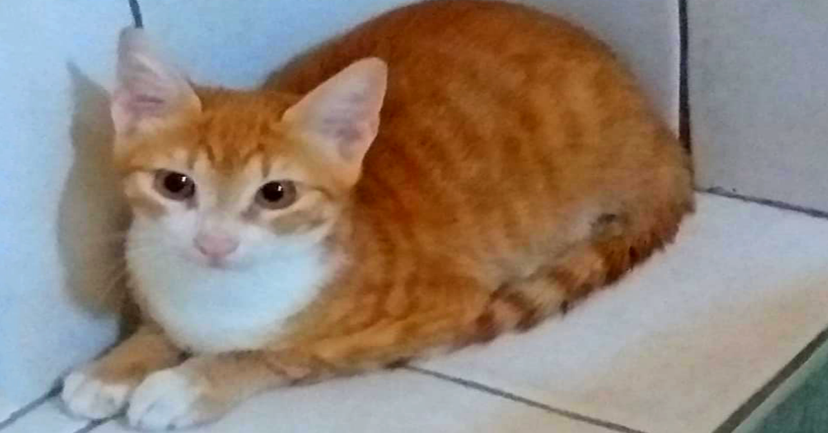 Insolite : immigration clandestine d'un chat tunisien