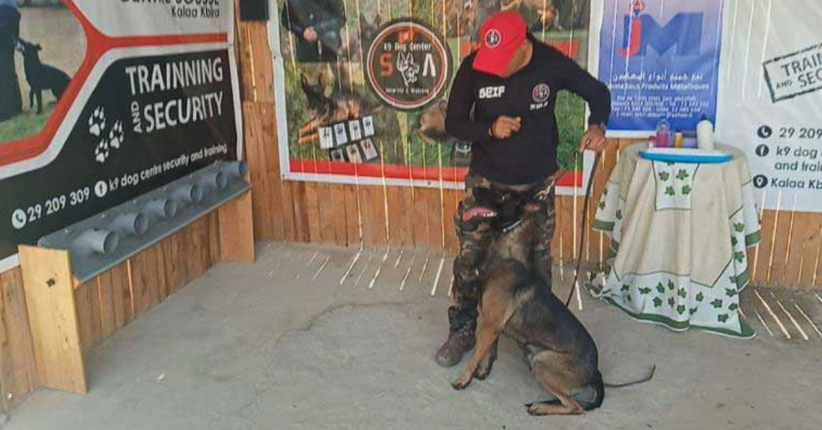 Tunisie: des chiens qui détectent le cancer du sein